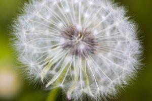 Macro shot of the seeds of a dandelion Macro shot of the seeds of a dandelion