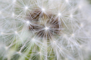 Macro shot of the seeds of a dandelion Macro shot of the seeds of a dandelion