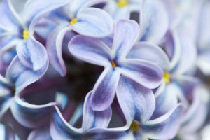 Macro shot of blue flowers of lilac Macro shot of blue flowers of lilac