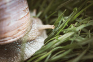 Detail of a snail. The focus is on the snail's eye. Detail of a snail. The focus is on the snail's eye.