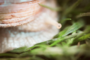 Detail of a snail. The focus is on the snail's eye. Detail of a snail. The focus is on the snail's eye.