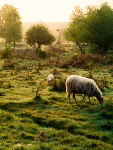 Sunrise in Schleswig-Holstein. Sunrise in Schleswig-Holstein.