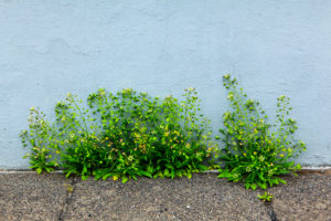 Grass bush on the foundation of a house in Reykjavik, Iceland Grass bush on the foundation of a house in Reykjavik, Iceland