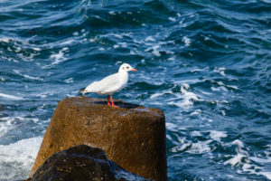 Seagull stands at the concrete breakwater, Nessebar, Bulgaria Seagull stands at the concrete breakwater, Nessebar, Bulgaria