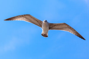 Gull, Black Sea coast, Bulgaria Gull, Black Sea coast, Bulgaria