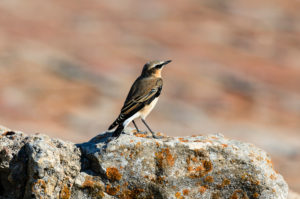 Thrush, Bulgaria Thrush, Bulgaria