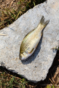 Crucian carp, Bulgaria. Crucian carp, Bulgaria.