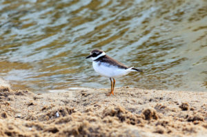 Little Ringed Plover (Charadrius dubius), Bulgaria. Little Ringed Plover (Charadrius dubius), Bulgaria.