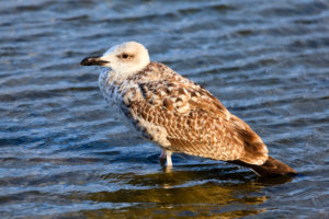 Young seagull, Bulgaria. Young seagull, Bulgaria.
