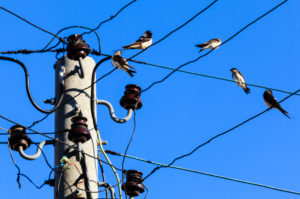 Swallows sit on the electrical lines, Bulgaria Swallows sit on the electrical lines, Bulgaria