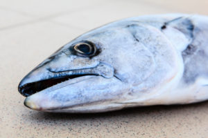 Tuna from the Black Sea, Bulgaria Tuna from the Black Sea, Bulgaria