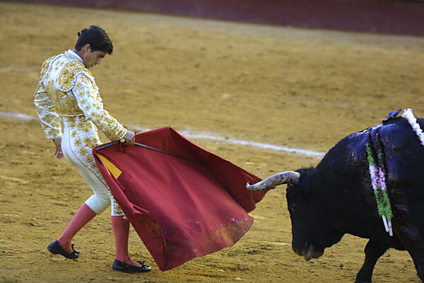 Bull fighting, torero leaping over bull. Bull has barbs banderillas,  embedded shoulder from Tercio