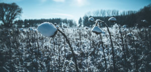 Sunflower field in winter Sunflower field in winter