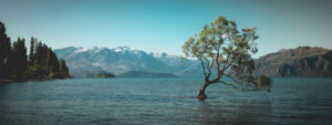 New Zealand, South Island, Südinsel, Otago, Wanaka, Lake Wanaka Tree New Zealand, South Island, Südinsel, Otago, Wanaka, Lake Wanaka Tree