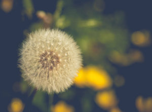 Pusteblume auf einer Wiese Pusteblume auf einer Wiese