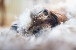 Shi Tzu liegt schlafend auf flauschigen Teppich Shi Tzu liegt schlafend auf flauschigen Teppich