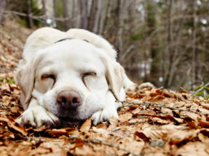 weißer Labrador Hund liegt mit geschlossenen Augen auf laubbedecktem Weg weißer Labrador Hund liegt mit geschlossenen Augen auf laubbedecktem Weg