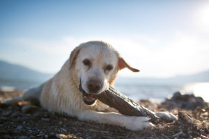 weißer Labrador mit durchnässten Fell spielt mit Holzstück am Strand weißer Labrador mit durchnässten Fell spielt mit Holzstück am Strand