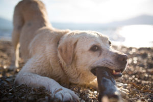 weißer Labrador mit durchnässten Fell spielt mit Holzstück am Strand weißer Labrador mit durchnässten Fell spielt mit Holzstück am Strand
