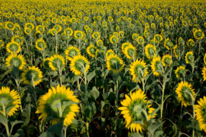 Sonnenblumen auf Feld abgewandt von hinten Sonnenblumen auf Feld abgewandt von hinten