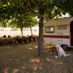 Wohnwagen auf Wiese mit zwei Hunden davor und einer Schafherde dahinter Wohnwagen auf Wiese mit zwei Hunden davor und einer Schafherde dahinter