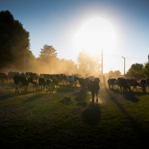 Cow herd in backlight with dusty soil Cow herd in backlight with dusty soil