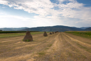 geerntetes Feld mit Heustapeln geerntetes Feld mit Heustapeln