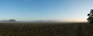 Panoramaaufnahme von Kornfeld im Morgendunst Panoramaaufnahme von Kornfeld im Morgendunst