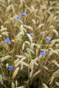 Kornfeld mit blauen Kornblumen Kornfeld mit blauen Kornblumen