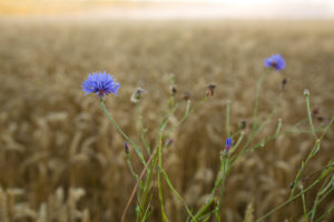 Kornfeld mit blauen Kornblumen Kornfeld mit blauen Kornblumen