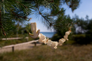 Mushrooms hanging out to dry at a conifer Mushrooms hanging out to dry at a conifer