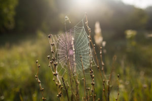 Spiderweb with dewdrops in the morning light on a meadow Spiderweb with dewdrops in the morning light on a meadow