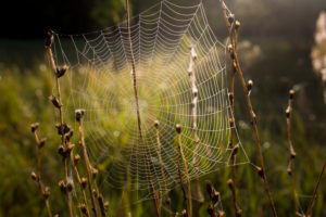 Spinnnetz mit Tautropfen im Morgenlicht auf einer Wiese Spinnnetz mit Tautropfen im Morgenlicht auf einer Wiese