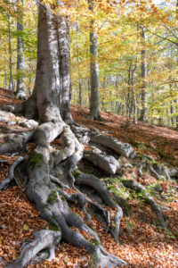 Entwined root, autumn forest, resin.