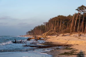 Fischland, Darß, Weststrand im Abendlicht, Windflüchter Fischland, Darß, Weststrand im Abendlicht, Windflüchter