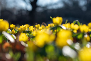 Winterlings, Eranthis hyemalis, are considered the first harbingers of spring of the year Winterlings, Eranthis hyemalis, are considered the first harbingers of spring of the year