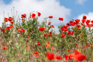 Mohn, Blühstreifen Mohn, Blühstreifen