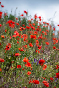 Mohn, Blühstreifen Mohn, Blühstreifen