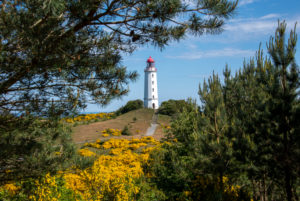 Deutschland, Mecklenburg-Vorpommern, Hiddensee, gelber Ginster blüht vor dem nördlichen Leuchtturm der Insel. Deutschland, Mecklenburg-Vorpommern, Hiddensee, gelber Ginster blüht vor dem nördlichen Leuchtturm der Insel.