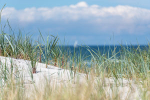 Beach grass Beach grass
