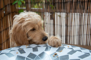 Mini Goldendoodle, cross between miniature poodle and golden retriever, steals a biscuit from the table. Mini Goldendoodle, cross between miniature poodle and golden retriever, steals a biscuit from the table.