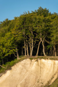 Deutschland, Mecklenburg-Vorpommern, Sassnitz, Kreidefelsen, Wissower Klinken, Bäume stehen am Abgrund, Nationalpark Jasmund, Unesco-Weltnaturerbe, Ostsee Deutschland, Mecklenburg-Vorpommern, Sassnitz, Kreidefelsen, Wissower Klinken, Bäume stehen am Abgrund, Nationalpark Jasmund, Unesco-Weltnaturerbe, Ostsee