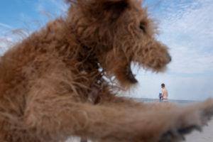 Deutschland, Mecklenburg-Vorpommern, Insel Rügen, Ostseebad Binz, ein Hund mit aufgerissener Schnauze, ein Badegast am Strand der Ostsee. Deutschland, Mecklenburg-Vorpommern, Insel Rügen, Ostseebad Binz, ein Hund mit aufgerissener Schnauze, ein Badegast am Strand der Ostsee.