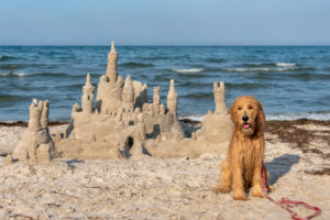 Deutschland, Mecklenburg-Vorpommern, Insel Rügen, Ostseebad Binz, ein Hund bewacht an der Ostsee eine Sandburg. Deutschland, Mecklenburg-Vorpommern, Insel Rügen, Ostseebad Binz, ein Hund bewacht an der Ostsee eine Sandburg.