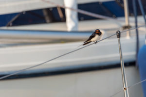 Eine Rauchschwalbe (Hirundo rustica) sitzt auf einem Segelboot Eine Rauchschwalbe (Hirundo rustica) sitzt auf einem Segelboot