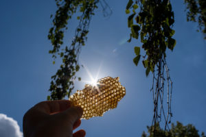 Bienenwabe, Bienenwachs, Gegenlicht, Sonnenstern Bienenwabe, Bienenwachs, Gegenlicht, Sonnenstern