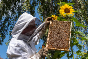 Beekeeper controls beehive Beekeeper controls beehive