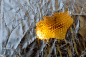 Honeycomb, beeswax, back light, sun star Honeycomb, beeswax, back light, sun star