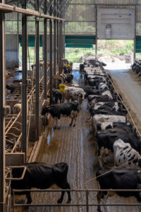 Cows in the barn Cows in the barn