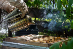 Beekeeper smokes bees Beekeeper smokes bees